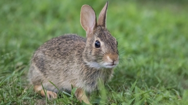 Adorable young Eastern Cottontail Rabbit, Sylvilagus floridanus, closeup in green grass