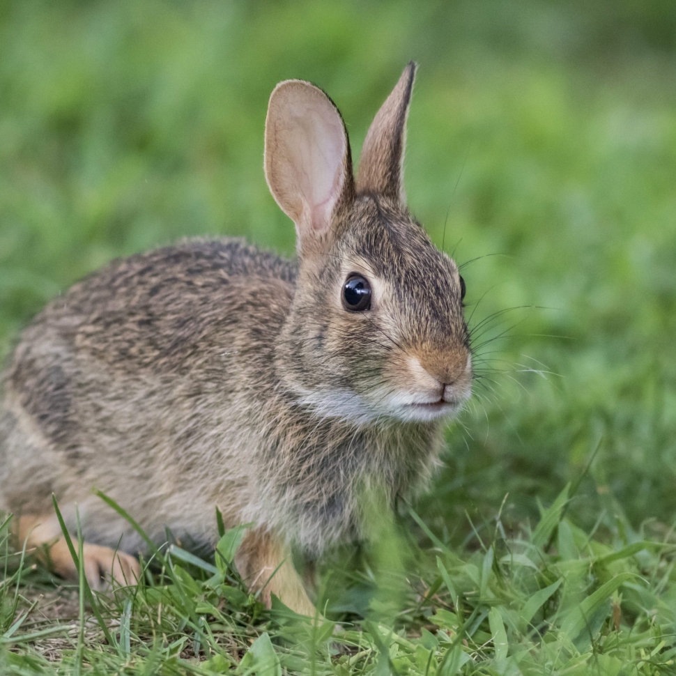 Adorable young Eastern Cottontail Rabbit, Sylvilagus floridanus, closeup in green grass