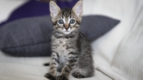 A closeup shot of an adorable kitten sitting on a couch