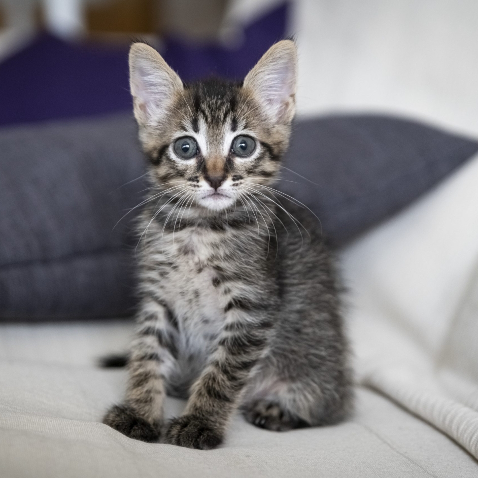 A closeup shot of an adorable kitten sitting on a couch