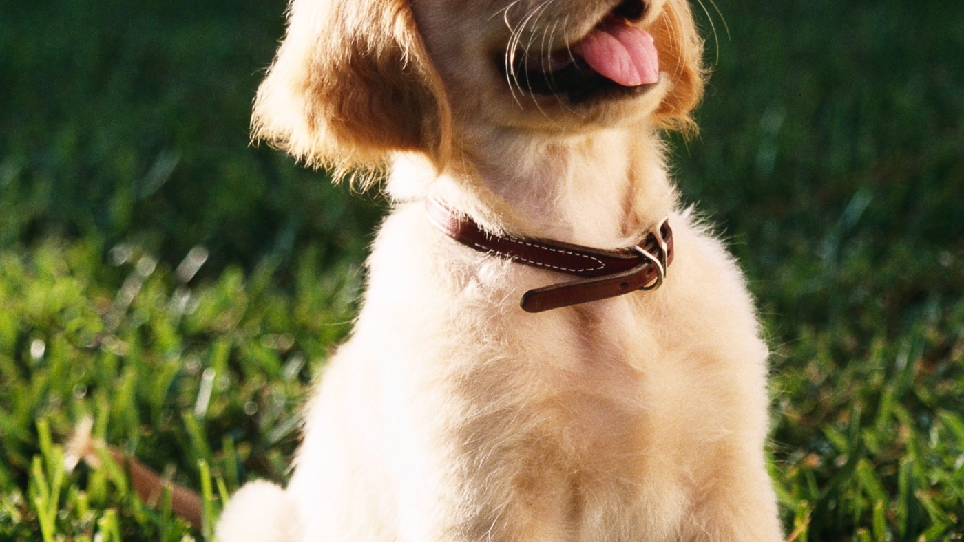 A shallow focus vertical shot of a cute Golden Retriever puppy sitting on a grass ground with a blurred background