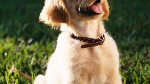 A shallow focus vertical shot of a cute Golden Retriever puppy sitting on a grass ground with a blurred background