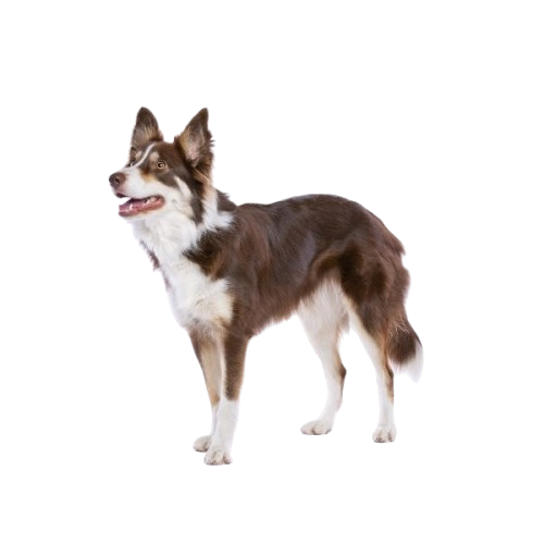 dog-6SEQH8Z-removebg-preview