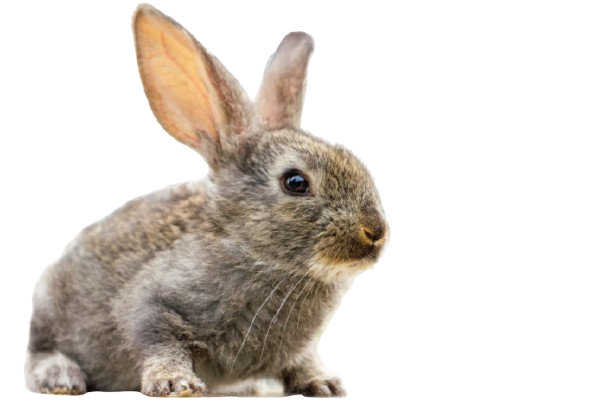 furry-cute-rabbit-isolated-removebg-preview