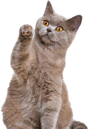 kedi