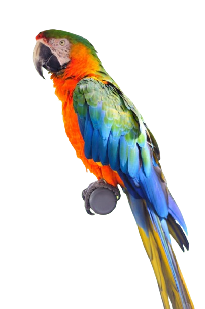 parrot-removebg-preview