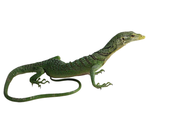 varanus-prasinus-lizard-isolated-white-background-varanus-prasinus-closeup-removebg-preview
